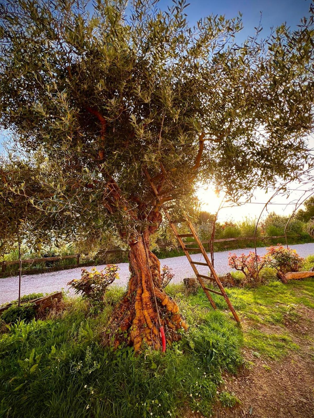 Le Mandrie Di San Paolo Villa Assisi Dış mekan fotoğraf